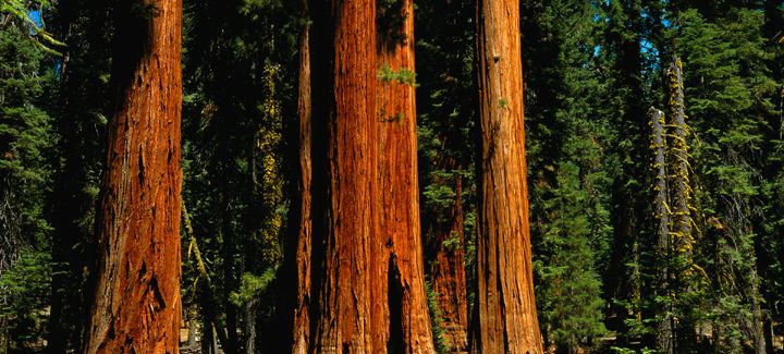 Vrbo | Sequoia National Park, US Vacation Rentals: cabin ...